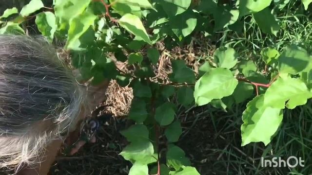 Летняя обрезка 1-летнего абрикоса (из косточки «колиро
