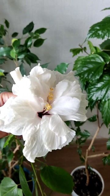 Гибискус спрятался #цветы #выращивайте #китайскаяроза смотреть онлайн