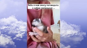 Что случилось с Кокосом ( котенок из сериала Леди Диан?