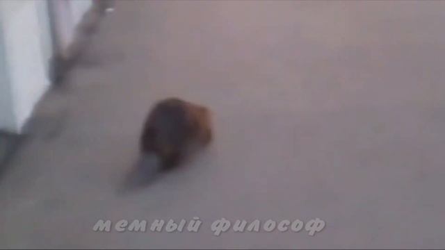 САНЯ ЭТО БОБЁР