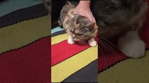 Носочки из кошачьей шерсти будем вязать. Записываемся в очередь!