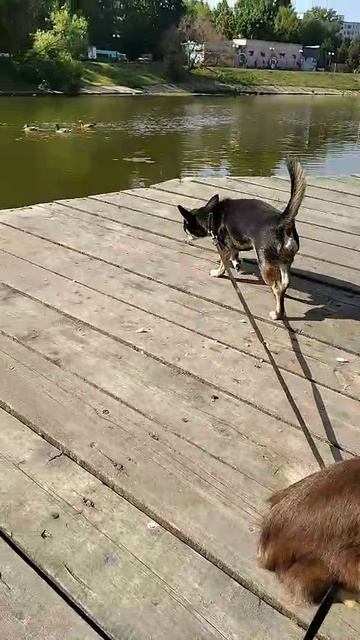 VID-20250507-WA0011 смотреть онлайн