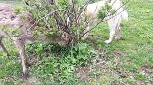 Карликовые цыплята 🐣Открылись глазки енотиков ☀️ Забег Алабаев 🔥Свобода северным оленям ☀️ Козы