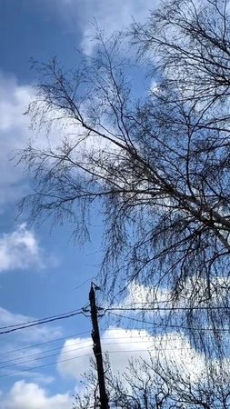 Весеннее небо среди веток березы