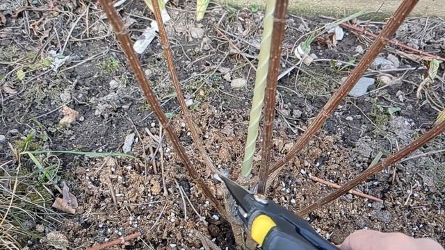 Как ПРАВИЛЬНО ОБРЕЗАТЬ метельчатую гортензию: 3 ВИДА О смотреть онлайн