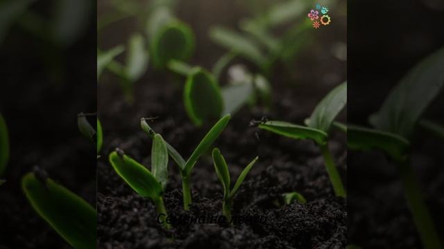 Семена на репички в лента от биоразградима хартия #garde смотреть онлайн