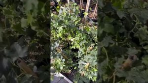 Редкие экзотические растения для сада