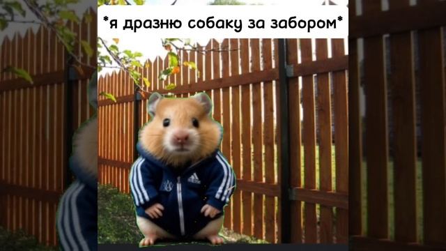 *Я дразню собаку за забором🐕 #мем#хочуврек#хомяк#соба? смотреть онлайн