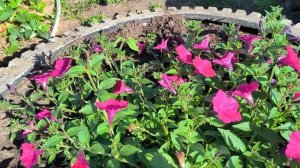 Петуния Тайдал, самосев.