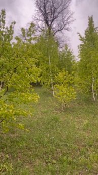Принимаем заказы на 2024 г дубовыевеники #баня #башкорто
