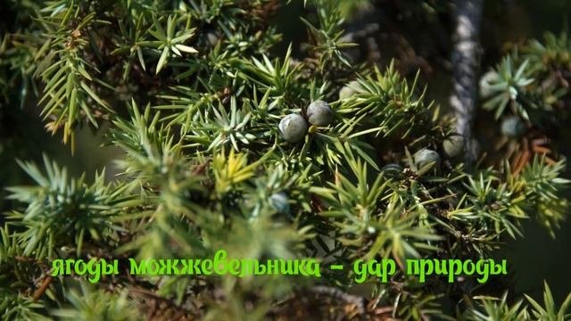 Можжевельник. Ягоды можжевельника. Целебный отвар и н?