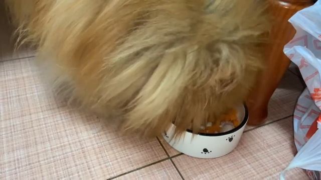 Обед моих собачулек два шпица и две чихуахуашки.