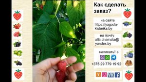 ремонтантная малина Амира