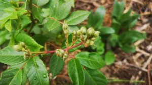 Опознала розу Гирлянд де Амур