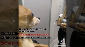 смотри какая обезьяна