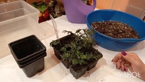 БУЗИНА ЧЁРНАЯ В ЗИМНИЙ ПЕРИОД.