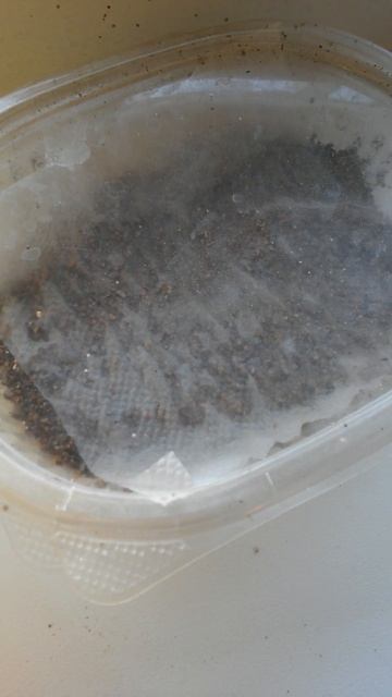 Семена помидора на влажной салфетке поверх вермикули? смотреть онлайн