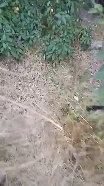 нашел тяжёлый топор рыцарей #гномы #тренд #существа #ры смотреть онлайн