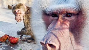 Что там было!!! Знает жених, знает и папа, знают все зрители!!! Рассказали про Люськины  ай-нэнэ!