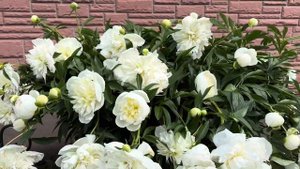 Цветет пион сорта «Дюшес де Немур»