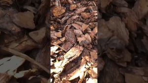 Сравнение коры сосны и лиственницы (2-6 и 6-1 см) Баркинву