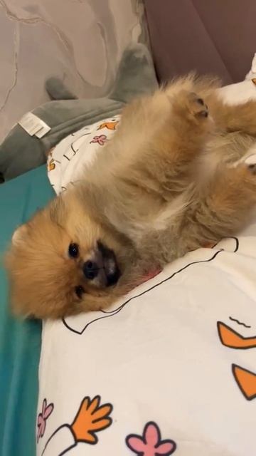 Доброе утро страна 🌷🔥 смотреть онлайн