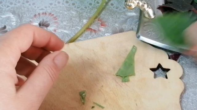 ПРОВОЖУ СТРИЖКУ ВО ФЛОРАРИУМЕ. ДЕЛЕНИЕ ЛИСТЬЕВ НА ФРА? смотреть онлайн