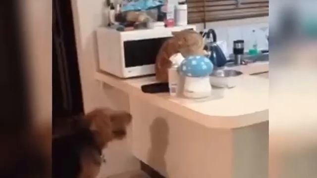 Приколы 2016 с животными( От Наташки) смотреть онлайн