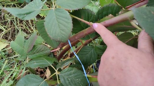 ежевика Небеса могут подождать,подготовка к зимовке смотреть онлайн