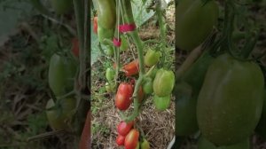 Французский гроздевой- отличный сорт для консервации.