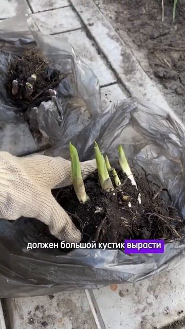 #цветы #shortsvideo #дача #youtube #сад #огород #garden #plants #шорт #вес смотреть онлайн