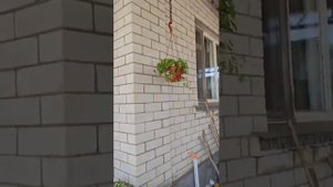 Какие цветы можно растить под навесом 🌸🌼🌞