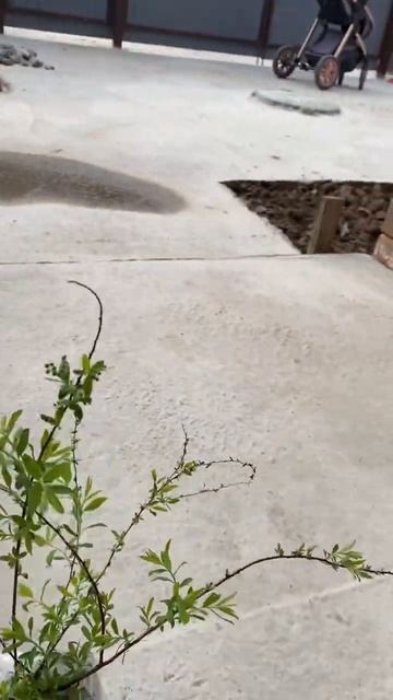 Обзор саженца спиреи серой с ВБ🌱 #молодойсад #саженцы смотреть онлайн