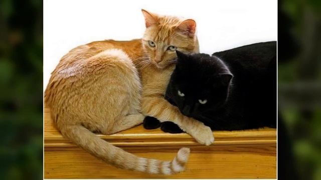 ВЛАДИМИР СТОЛЬНЫЙ - "КОТ И КОШКА" (ролик) смотреть онлайн