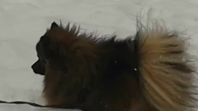 Зимняя прогулка  Померанцывого  Шпица