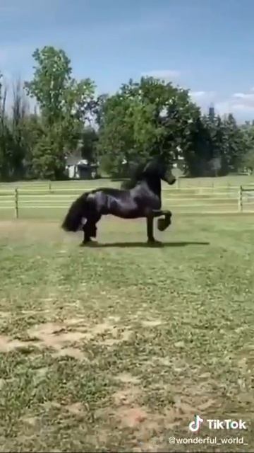 Лошадь смотреть онлайн