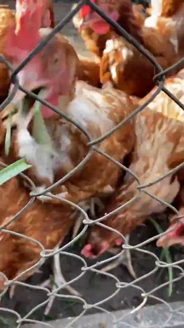 курятник купил билет за 100 руб смотреть онлайн