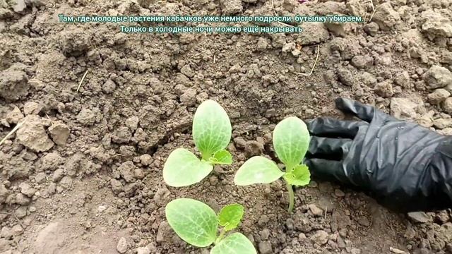 Кабачки. Посев семенами. Как продлить урожай?