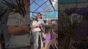 Обзор штамбовых роз, поставка 2025.