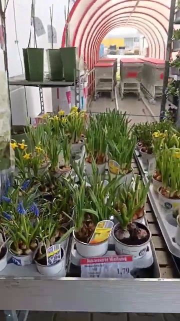 Магазин цветов! район Росфорд, Дармштадт-Германия. смотреть онлайн