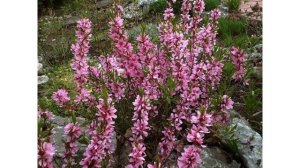 Миндаль- декоративный кустарник.Подборка для вдохнов?