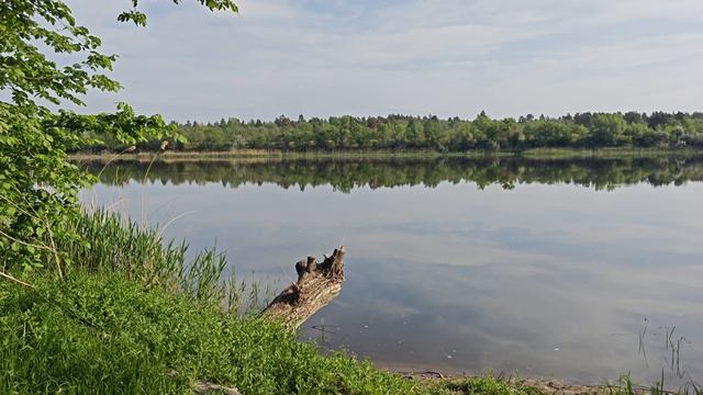 Великолепное пение птиц у реки!