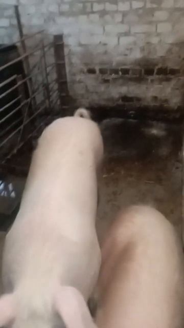 дизинфекція в сараї смотреть онлайн