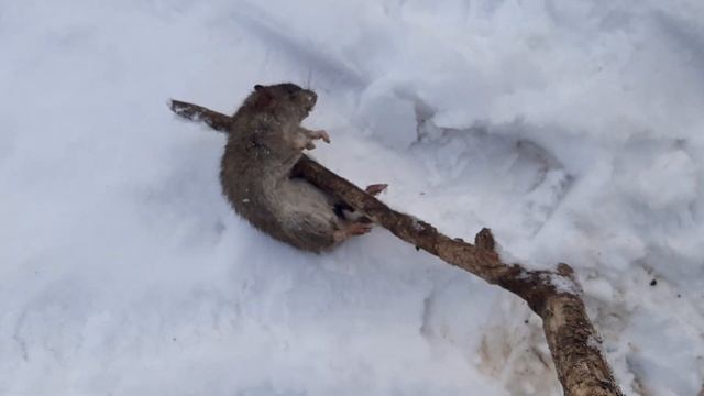 3-х дохлых крыс вытащила из курятника. смотреть онлайн