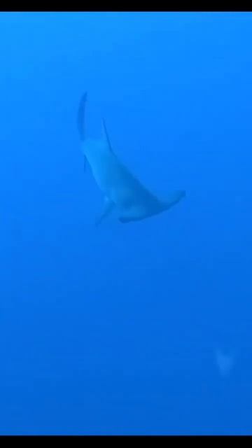 Позвал акулу молот, она подплыла! #shorts смотреть онлайн