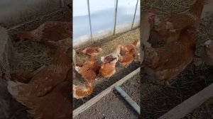 Куры в теплице. Впервые пробуем курей держать. Результ
