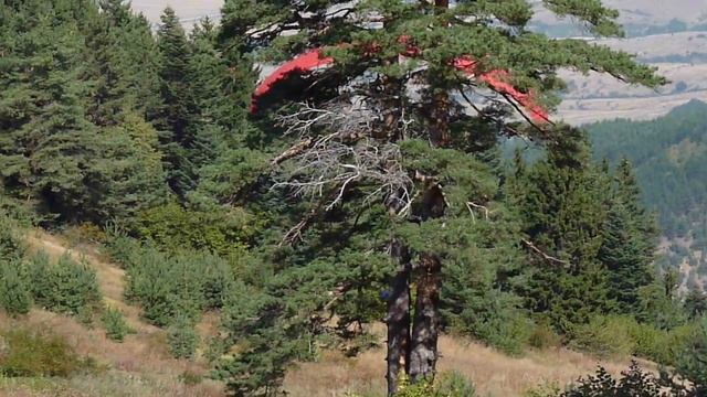 Полет над Сапарева баня от Паничище