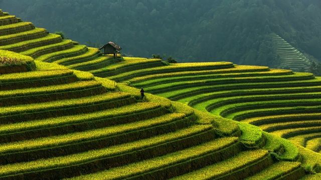 Рисовые террасы в Му Кан Чай смотреть онлайн