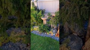 Любимый сад 🏡 ❤️ 🍃. Как я формирую девичий виноград.