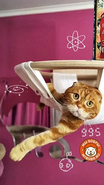 Гамаки от Мы бобры #котодром #cat #мы_бобры #catlover #коты #ко